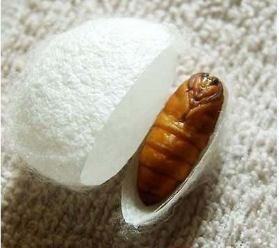  蠶蛹是絕佳的美食 蠶蛹洗臉