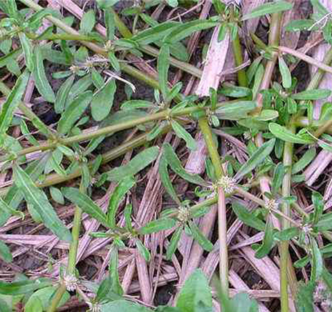 祛風(fēng)除濕 牙疳藥的功效作用和選方介紹