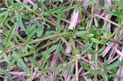 祛風(fēng)除濕 牙疳藥的功效作用和選方介紹