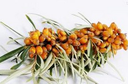 沙棘的功效與作用  六大功效作用