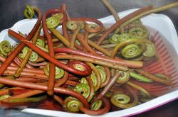 蕨菜的做法大全家常 吃蕨菜有什么好處