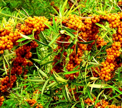 沙棘的功效與作用  六大功效作用