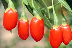 養(yǎng)肝明目 寧夏枸杞的作用和副作用介紹