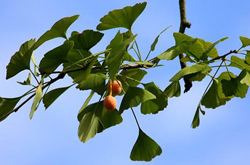 活血散瘀 杏枝的功效作用和選方介紹