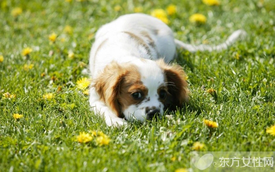 跳蚤怕什么味道 如何預(yù)防家里生跳蚤