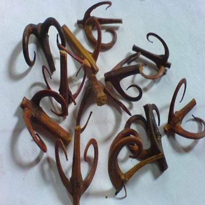 像鉤子樣的神奇中藥，鉤藤的功效與作用