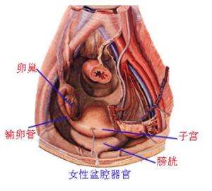如何治療盆腔炎 中藥物理治療盆腔炎效果好