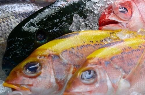 魚的營養(yǎng)價值   不同魚類營養(yǎng)價值各異