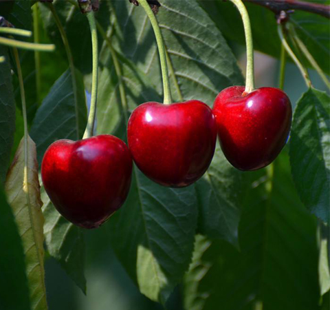 如何快速去皺紋 推薦七種方法讓您臉部平滑