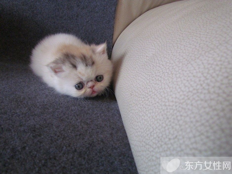 怎么滅螨蟲(chóng) 螨蟲(chóng)都在什么地方滋生