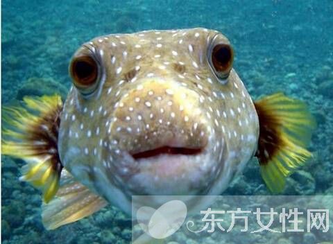 河豚毒素有什么作用 河豚毒素在哪