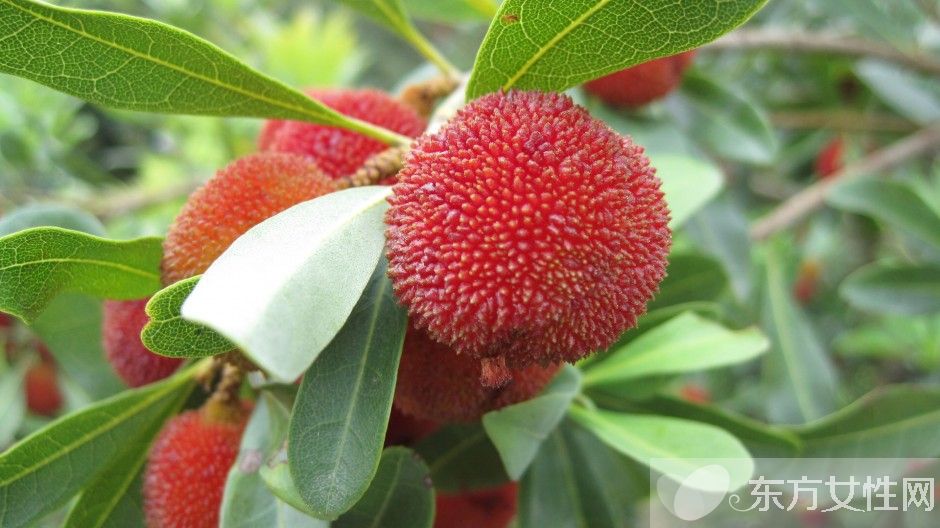 楊梅泡酒的功效與作用 楊梅泡酒怎么做