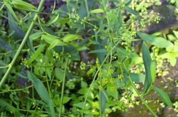 清熱散邪 柴胡的功效與副作用介紹