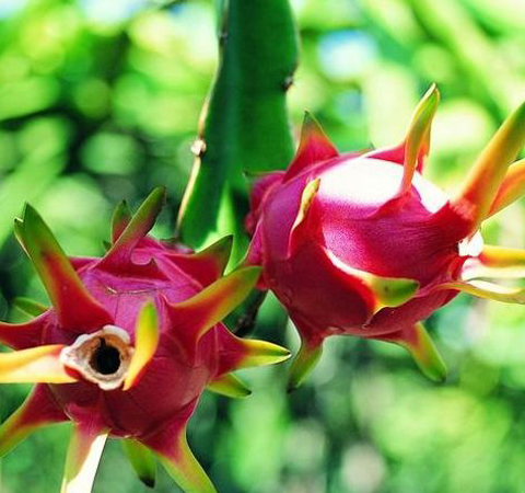 美容養(yǎng)顏 多吃火龍果的好處介紹