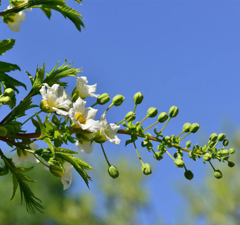 祛風(fēng)除濕 文冠果的作用介紹