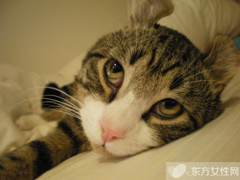 怎么滅螨蟲(chóng) 螨蟲(chóng)都在什么地方滋生