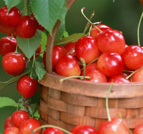 秋季皮膚保養(yǎng) 9種水果讓你擁有滋潤(rùn)肌膚