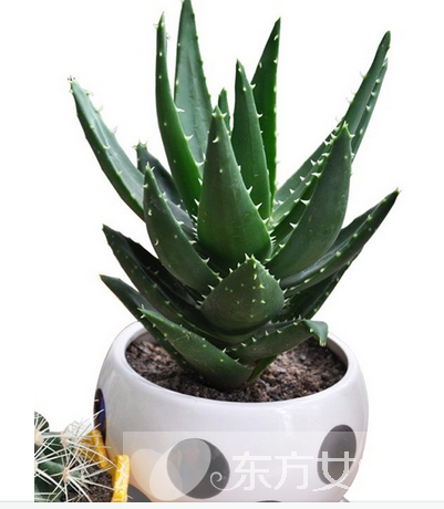 蘆薈怎么美容 蘆薈面膜補(bǔ)水滋潤(rùn)又消炎