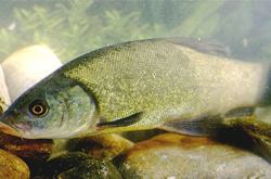 補氣血益脾胃 丁桂魚的營養(yǎng)價值介紹