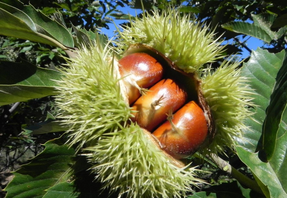 板栗的三大吃法 讓你美味停不下來