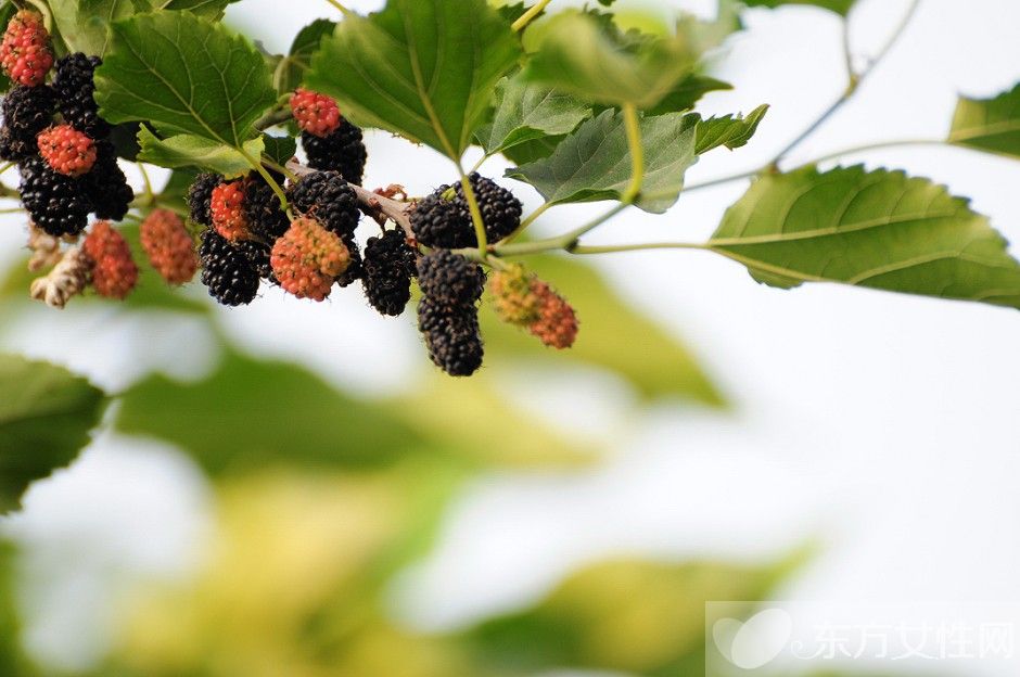 桑葚酒的釀制方法 桑葚泡酒男人可以喝嗎