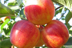 瀉火明目 沙果的營養(yǎng)價值和功效作用介紹