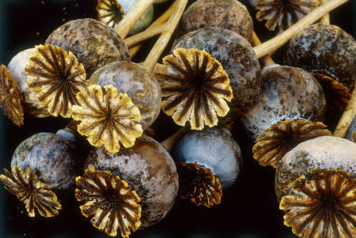 罌粟殼有什么作用 一般有六大類