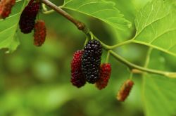 桑葚酒的釀制方法 桑葚泡酒男人可以喝嗎