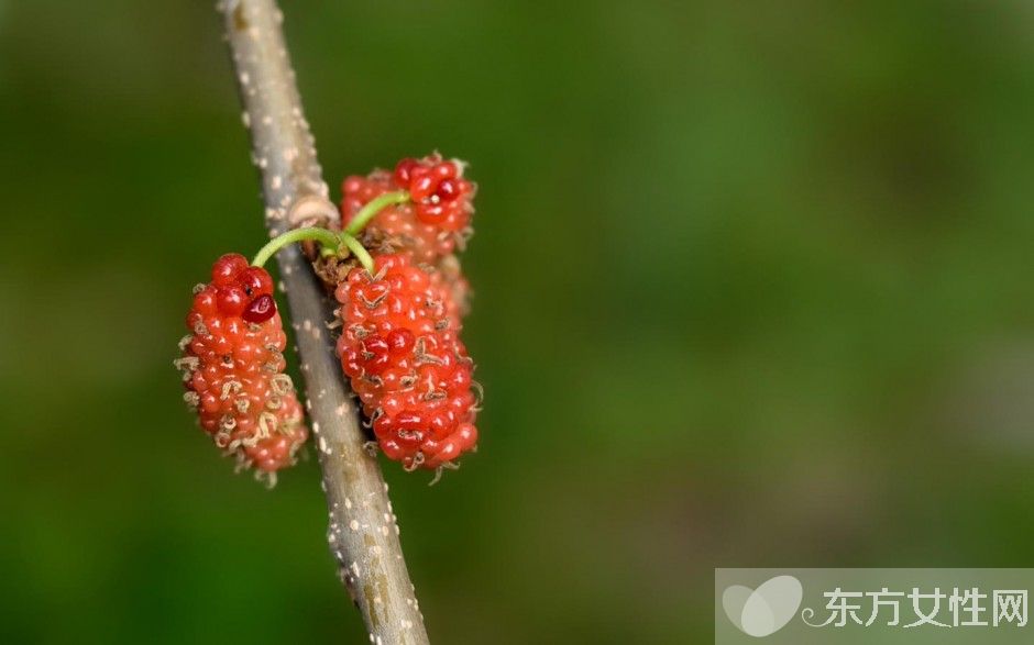 桑葚酒的釀制方法 桑葚泡酒男人可以喝嗎