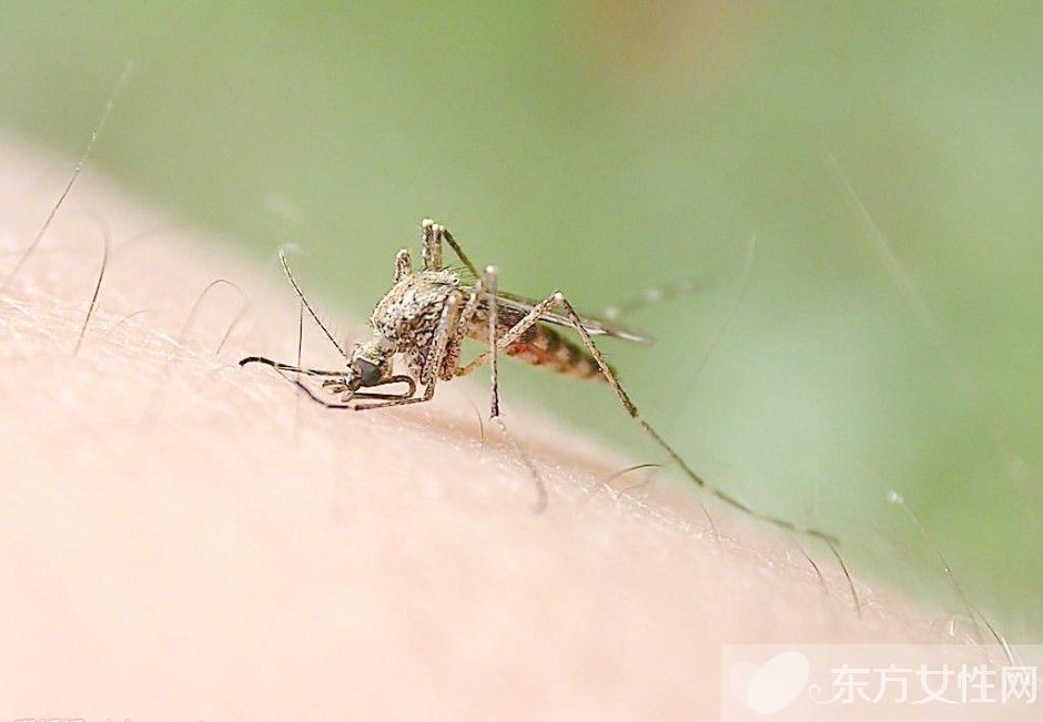 防蚊妙招快收好 蚊子憑氣味選擇對(duì)象