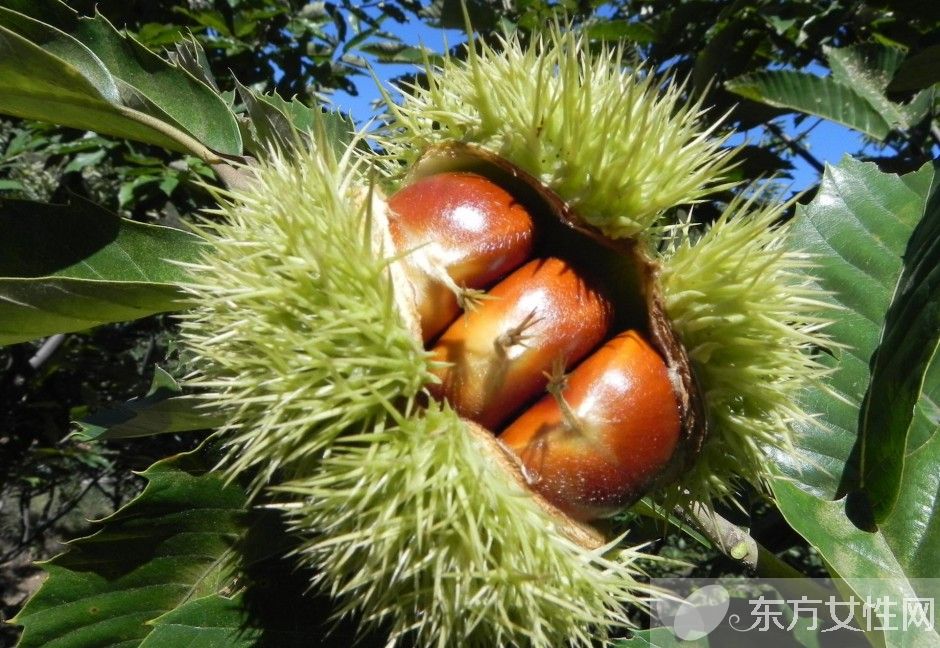 板栗的三大吃法 讓你美味停不下來(lái)