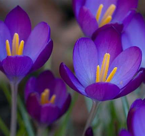藏紅花能去黃褐斑嗎 去除黃褐斑的辦法
