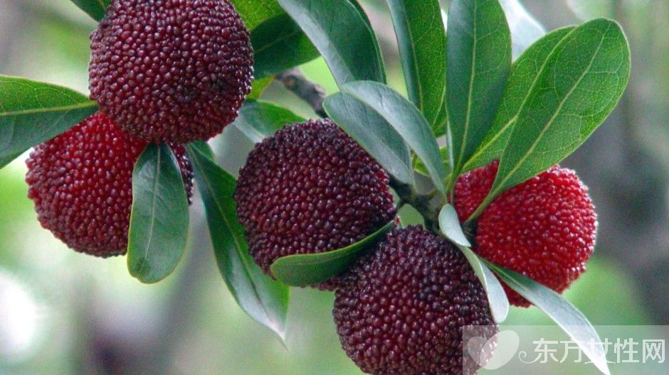 楊梅泡酒的功效與作用 楊梅泡酒怎么做