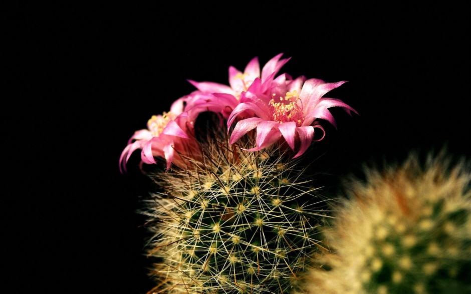 仙人球怎么澆水 仙人球的擺放風(fēng)水禁忌