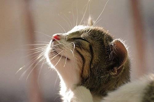 怎么滅螨蟲(chóng) 螨蟲(chóng)都在什么地方滋生