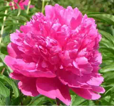 養(yǎng)肝護(hù)肝 芍藥花的作用和種植方法介紹