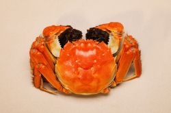 吃螃蟹不能吃什么東西 八種人群不宜吃螃蟹