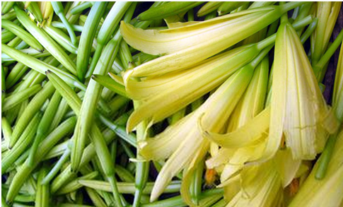 想知道 金針菜是什么