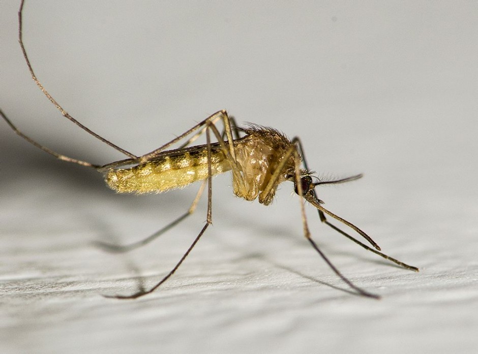 防蚊妙招快收好 蚊子憑氣味選擇對(duì)象