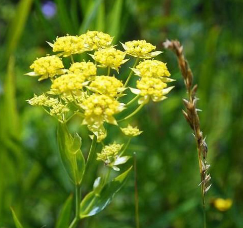 清熱散邪 柴胡的功效與副作用介紹