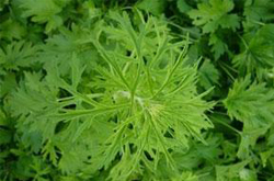 陳艾的作用大 既可養(yǎng)生保健又可防病治病