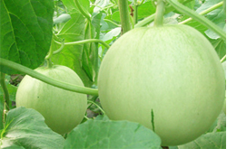 香瓜的營養(yǎng)價值和食用注意事項介紹