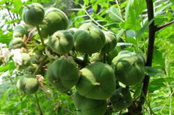 祛風(fēng)除濕 文冠果的作用介紹