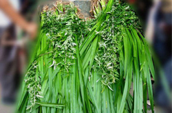 溫通經(jīng)脈 中藥陳艾的功效和副作用介紹