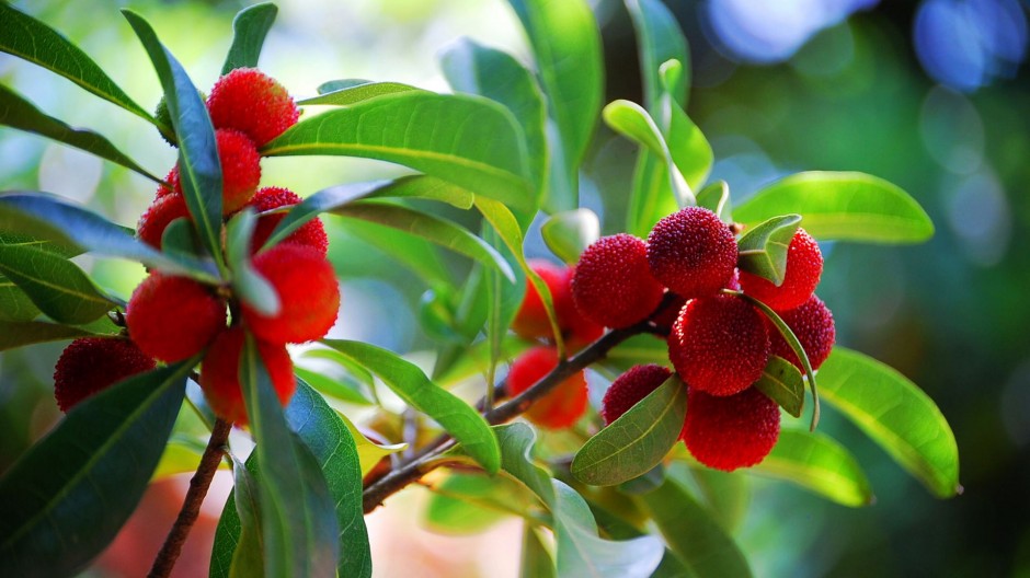 楊梅泡酒的功效與作用 楊梅泡酒怎么做