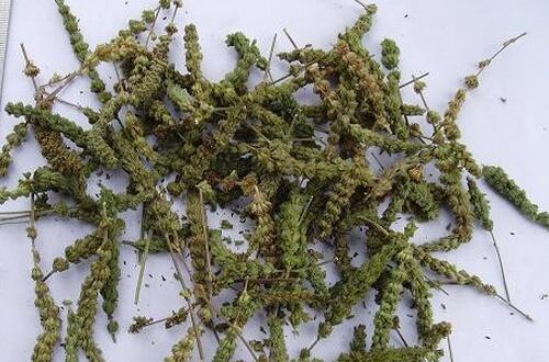 荊芥穗的功效與作用 解表散風(fēng)消瘡