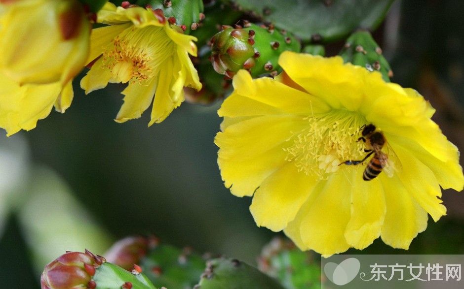 仙人球怎么澆水 仙人球的擺放風(fēng)水禁忌