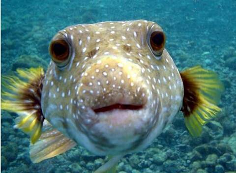 河豚毒素有什么作用 河豚毒素在哪