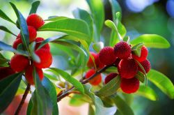 楊梅泡酒的功效與作用 楊梅泡酒怎么做