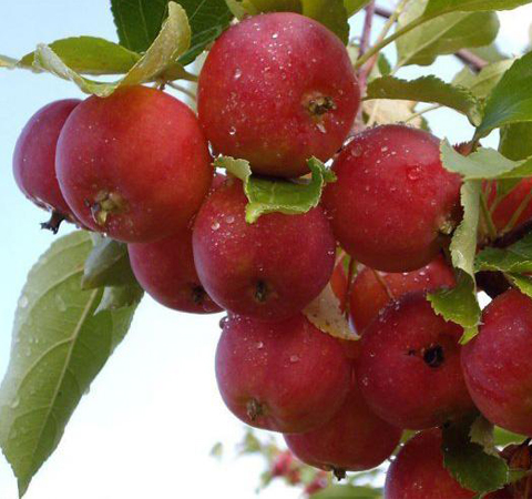 瀉火明目 沙果的營養(yǎng)價(jià)值和功效作用介紹